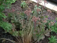 sedum6.webp