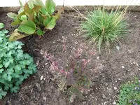 sedum7.webp