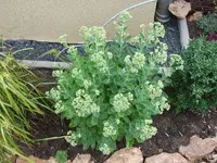 sedum8.webp