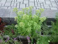 sedum10.webp
