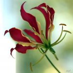 blog_1871-Gloriosa.jpg