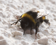 Hummel.webp