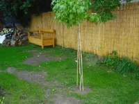 CIMG0363.webp