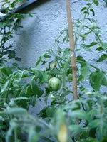 IMG_1004.webp