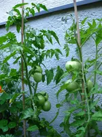 IMG_0997.webp