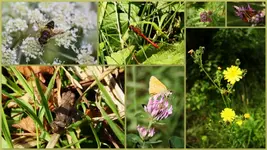 Flora&Fauna.webp