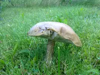 pilz31072010b.webp