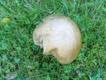 pilz31072010a.jpg