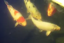 Koi (5).webp