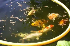 Koi (8).webp
