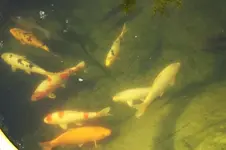 Koi (6).webp