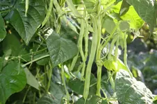 Bohnen.webp