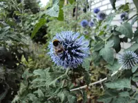 DSC00153 - 2010-07-31- blaue kugeldisteln en masse.webp