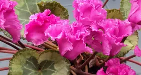 DSC00180 - 2010-07-31 - cyclamen.webp