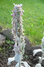 Bild 014.webp
