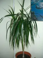 Palme.webp