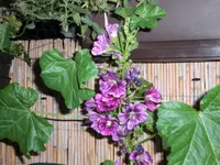 blume.webp
