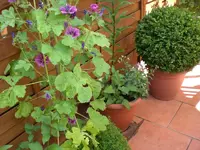 Garten 06-4 030.webp