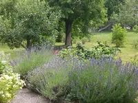 Garten 07-1-2008 017.webp