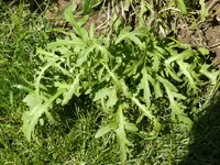 rucola doppelsame.webp