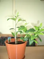 Orange1.webp