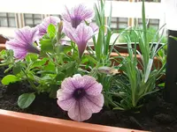Petunien.webp
