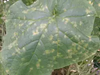 IMAG0013.webp