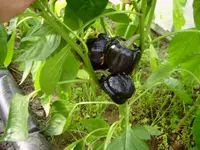 blauer Paprika.webp