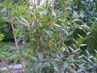 PICT0001.webp