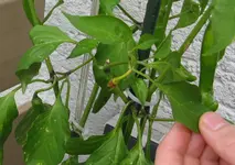 Chilli Blüte.webp