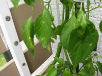 Chilli Blätter.webp