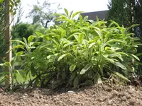 Hügelsalbei im Frühling.webp