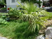 Tessinerpalme.webp
