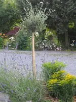 Olive Lavendel Goldrute.webp