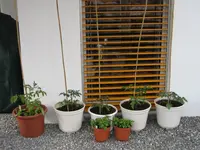 Tomaten und Basilikum.webp