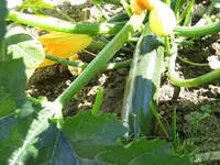 Zuchini.webp