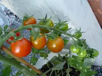 Tomaten2.webp