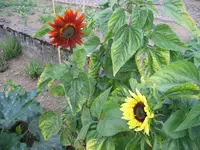 Sonnenblume2.webp