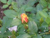 Rosen1.webp