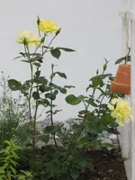 Rosen2.webp