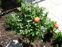 Rosen3.webp