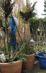 IMG_0919 Chinaschilf 08 03 15.webp