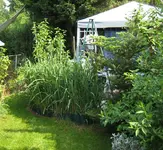 IMG_1400 Chinaschilf 08 05 15.webp