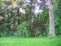 am Bach3.webp