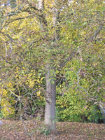 am Bach4.webp