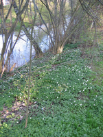 am Bach5.webp