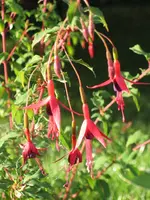 Fuchsia.webp