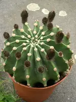 CIMG3800.webp