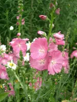 CIMG3810.webp