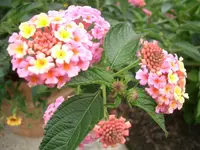 CIMG3797.webp